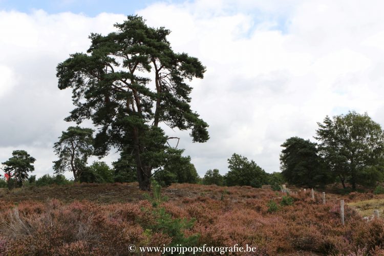 sized_36